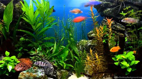 High Resolution Aquarium Background Carrotapp