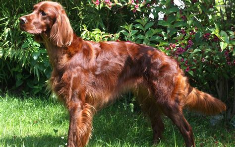 The Irish Setter First Appeared In Ireland In The 19th Century The