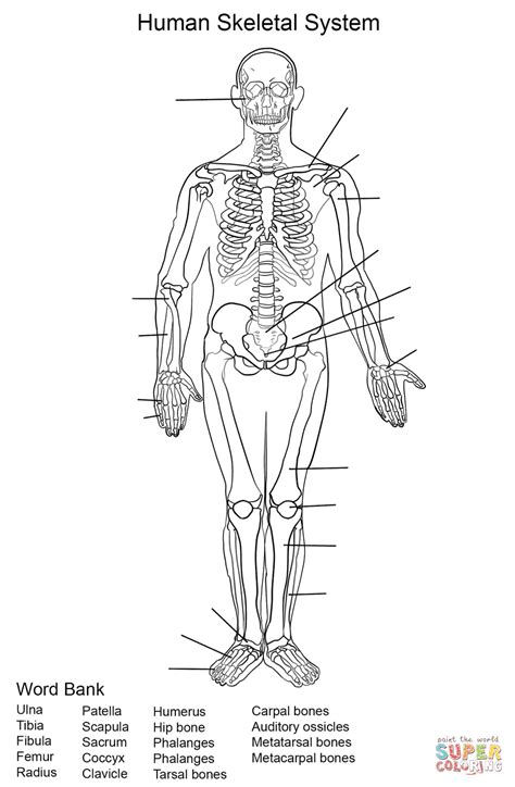 Human Skeleton Labeled Worksheet