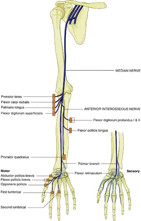 Lower Extremity Peripheral Nerves
