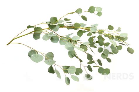 Wholesale Silver Dollar Eucalyptus | Wholesale Greenery | Wholesale Filler… | Silver dollar ...