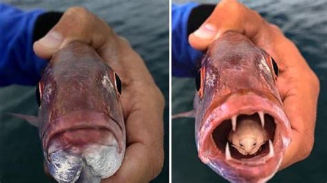 The Guy Caught A Fish That Had A Parasite Instead Of A Tongue Ordo News