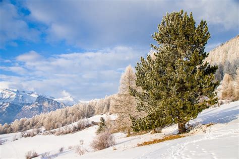 Snow Winter Nature Free Photo On Pixabay