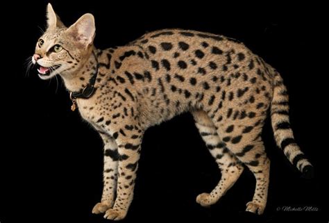 What makes a savannah cat different from a serval? Savannah cat - Alchetron, The Free Social Encyclopedia