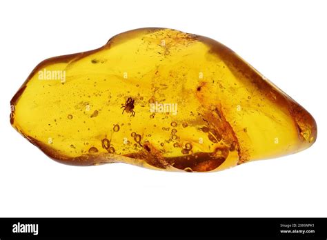 spider mite (Tetranychidae) imprisioned in amber from Bitterfeld