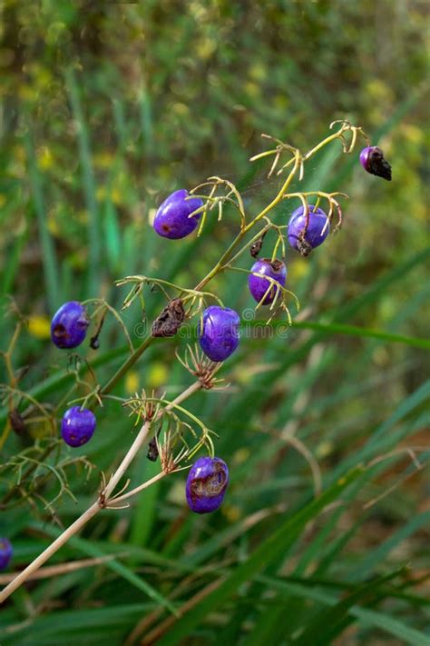 Purple Dianella Flax Lily Berries In The Garden Stock Photo Image