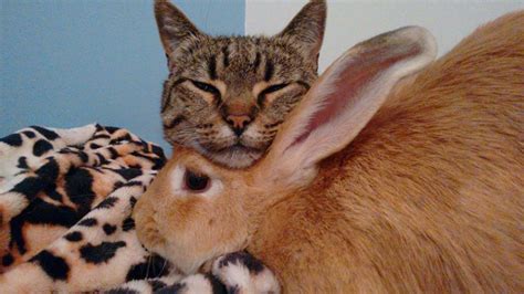 Rescue Cat Cant Stop Grooming And Cuddling Her Rabbit The Dodo