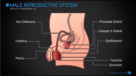 Male body where ar the parts the fleshy muscular back p… this useful list will help you expand your english vocabulary words. Part 1 The Male Reproductive System - YouTube