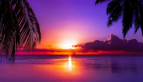 Tahitian Sunset Beautiful Ocean Palms Sea Tahiti Exotic Purple