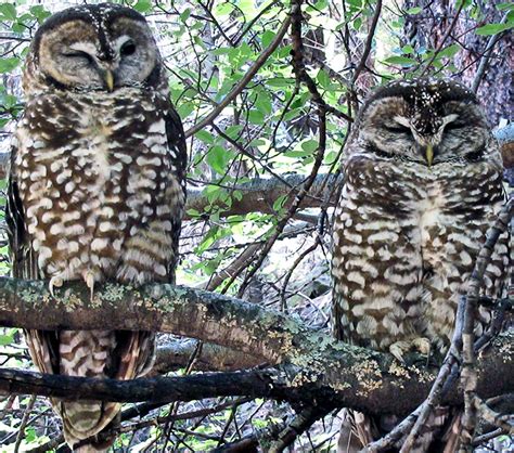 How To Protect Spotted Owls And The Forest Futurity