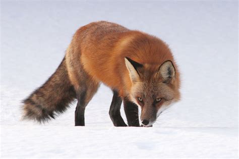 Fire And Ice Fox Hunter Red Fox