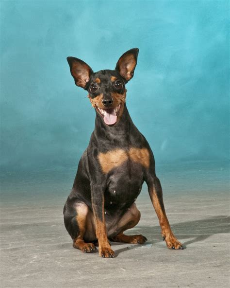 The Miniature Pinscher Is A Very Confident Breed That Prances Around