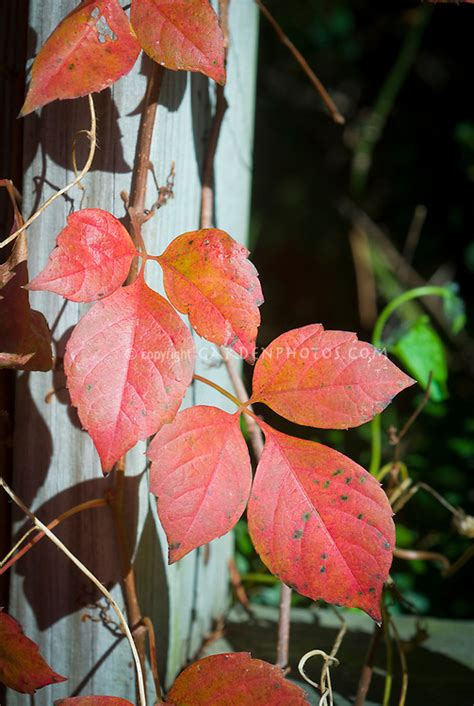 Poison Ivy Rhus Radicans Aka Toxicodendron Leaves Of Three In Autumn
