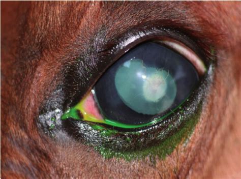 Macroscopic Image Of Left Eye Of The Horse After Six Weeks The Corneal