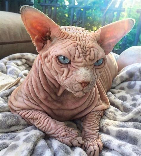 Pin On Sphynx Cats Hairless
