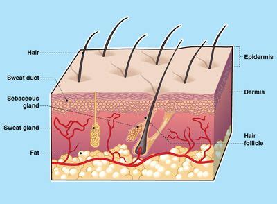 The basics of human skin. LAYERS OF YOUR SKIN | Trent's Science Thingy | Pinterest ...
