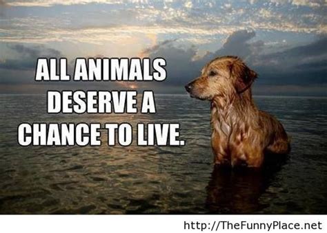 Quote For Animals Lovers Thefunnyplace