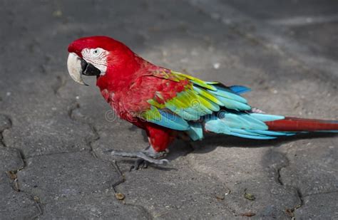 Parrot Red Macaw Stock Image Image Of Animal Bird Bent 69724605
