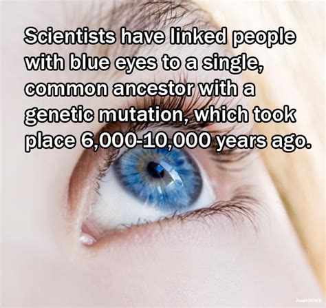 Asapscience — Blue Eyed Humans Have A Single Common Ancestor