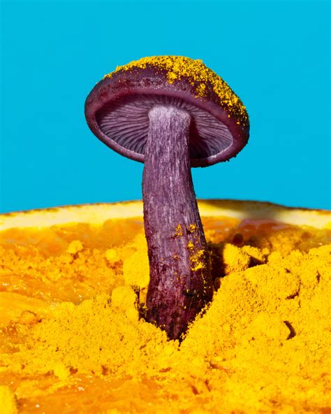 The Mushroom As Muse The New Yorker