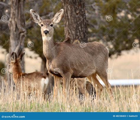 Female Mule Deer Head Shot Blurred Background Royalty Free Stock
