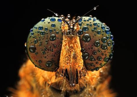 Source Amazing Macro Photography Macro Photography Insects