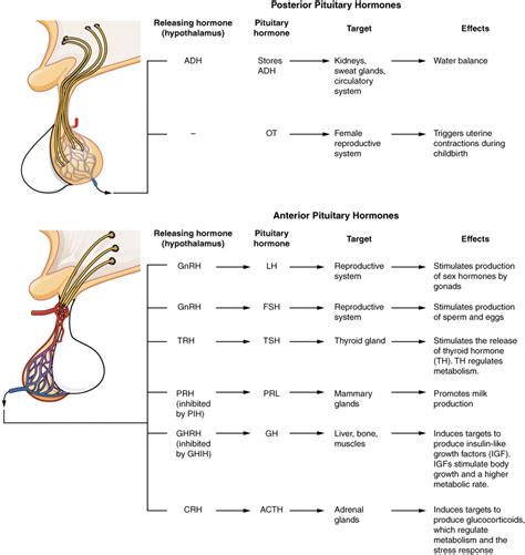 The Pituitary Gland And Hypothalamus Anatomy And Physiology I