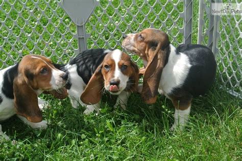 Kc registered (endorsed), 4 weeks petplan insurance, royal canin puppy pack, microchipped, wormed, snuggle blanket and toy etc. Basset Hound Puppies Iowa (With images) | Hound puppies ...