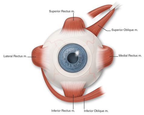 Extraocular Muscle Anatomy — Ophthalmology Review