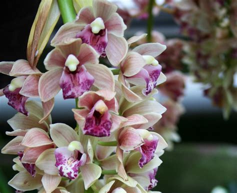 Der schöne von bambus und seerosen bewachsene schlossgartensee befindet sich nördlich des schlosses. Botanischer Garten Karlsruhe - Garten