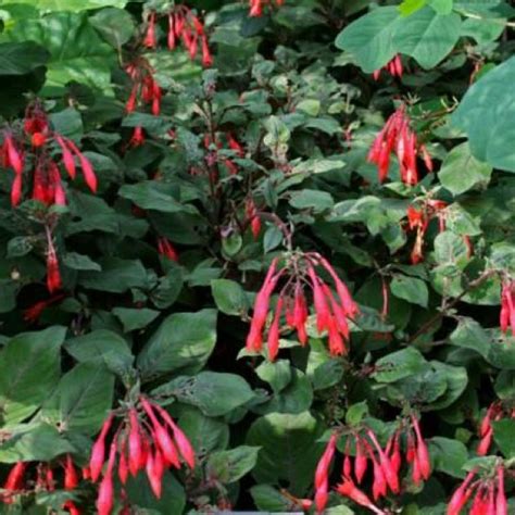 Like all fuchsia plants, they are heavy. Fuchsia - Gartenmeister | Friends School Plant Sale
