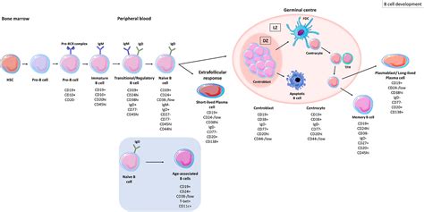 Frontiers The Role Of B Cells In Adult And Paediatric Liver Injury