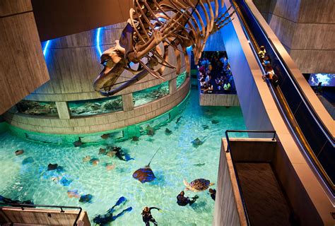 Largest Aquariums In The World Must Visit These Place Dc Travel