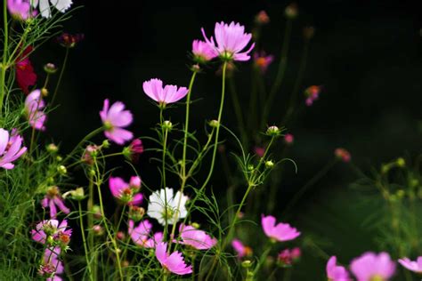 How to Grow Cosmos - Gardening Channel