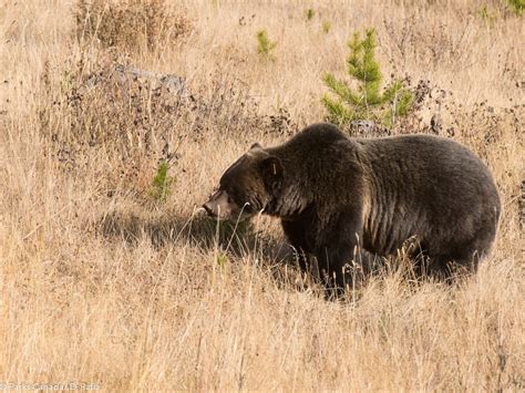 Grizzly Bear No Whose World Revolves Around Food And Mating Calgary Herald