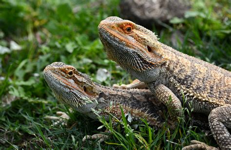 Male Vs Female Bearded Dragon Size How To Tell Sex About Bearded Dragons