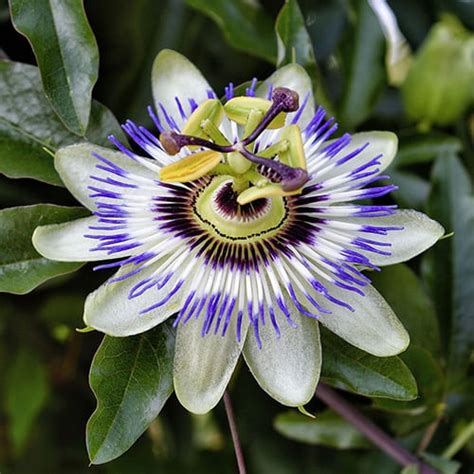 Passion Flower Care Guide How To Grow Passion Flowers
