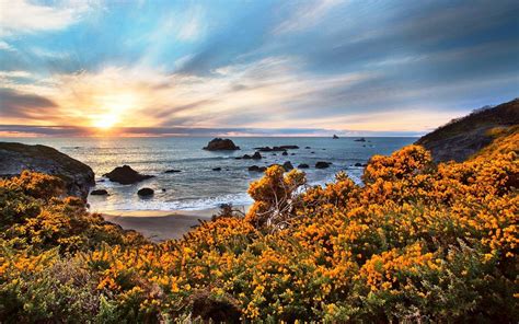 Nature Landscape Beach Wildflowers Sunset Sea Rock Sand Sky Clouds