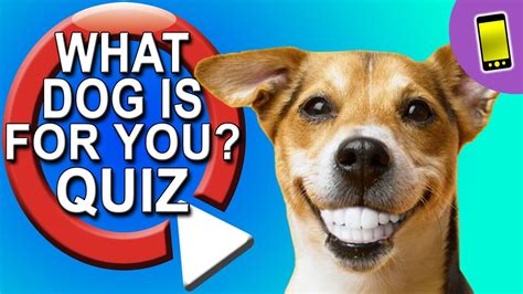 Maybe you would like to learn more about one of these? 📱 What Dog Should I Get? Take A Quiz - YouTube