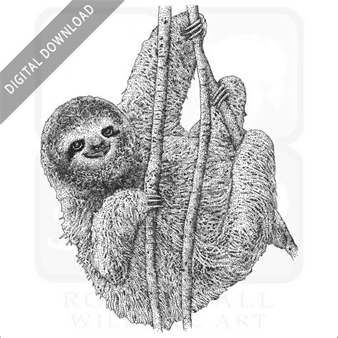 Stock Art Drawing Of A Pygmy Three Toed Sloth Inkart