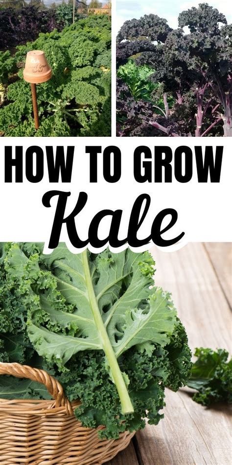 Kale is an easy crop for all gardeners to grow, and it does great in containers and pots too. Home Grown Kale Plants | Kale plant, Growing kale ...