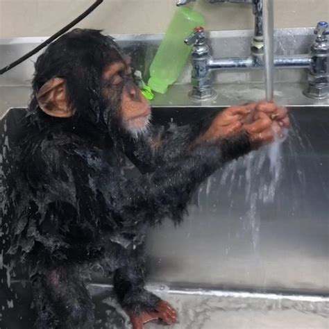 This Adorable Baby Chimpanzee Took A Bath In A Sink