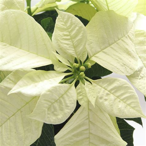 Poinsettia White