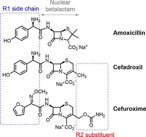 Penicillin And Cephalosporin Cross‐reactivity Role Of Side Chain And