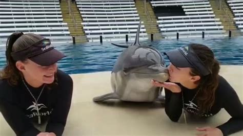 Adorable Video Of Dolphin At Seaworld Orlando Kissing Two Trainers Goes