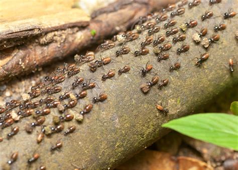 when do termites swarm and how to prepare for swarming season precise termite and pest control