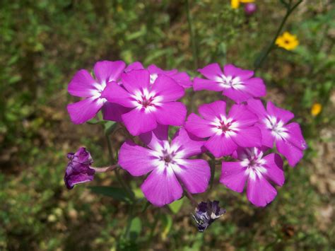 Annual Phlox Info Learn About Growing Drummonds Phlox Plants