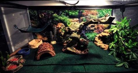 Creative Bearded Dragon Enclosure Ideas To Try In