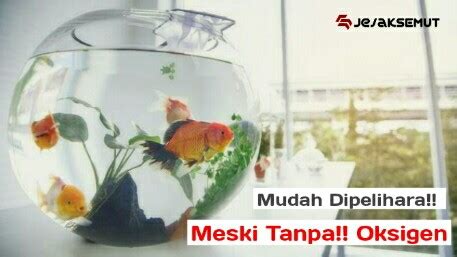 Pasalnya, spesies ikan hias bisa hidup tanpa kebencian. Ini! 10 Jenis Ikan Hias Mudah Dipelihara Meski Minim ...