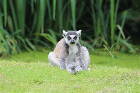 Ring-tailed Lemur (Lemur Catta) Stock Image - Image of care, wildlife